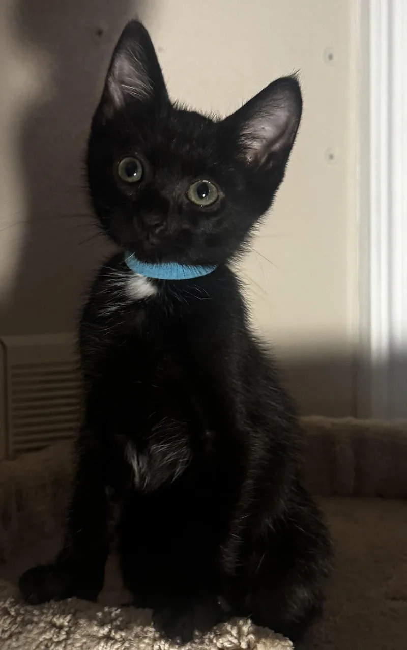 A baby medium-sized male Black & White / Tuxedo Domestic Short Hair cat named Rogue for adoption in Seal Beach, CA