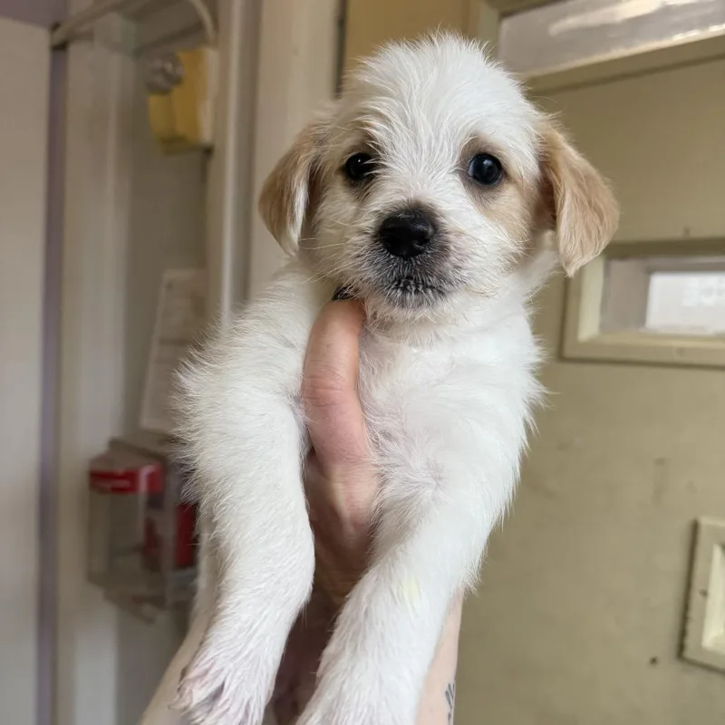 A baby small-sized female White / Cream Terrier dog named Fa for adoption in Madison, WI