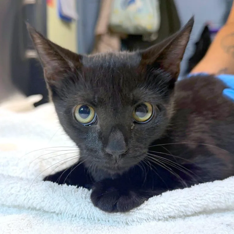 A baby small-sized female Black Domestic Short Hair cat named Rebecca for adoption in Providence, RI