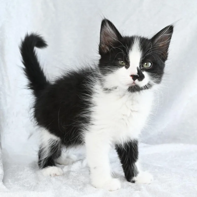 Sylvester
