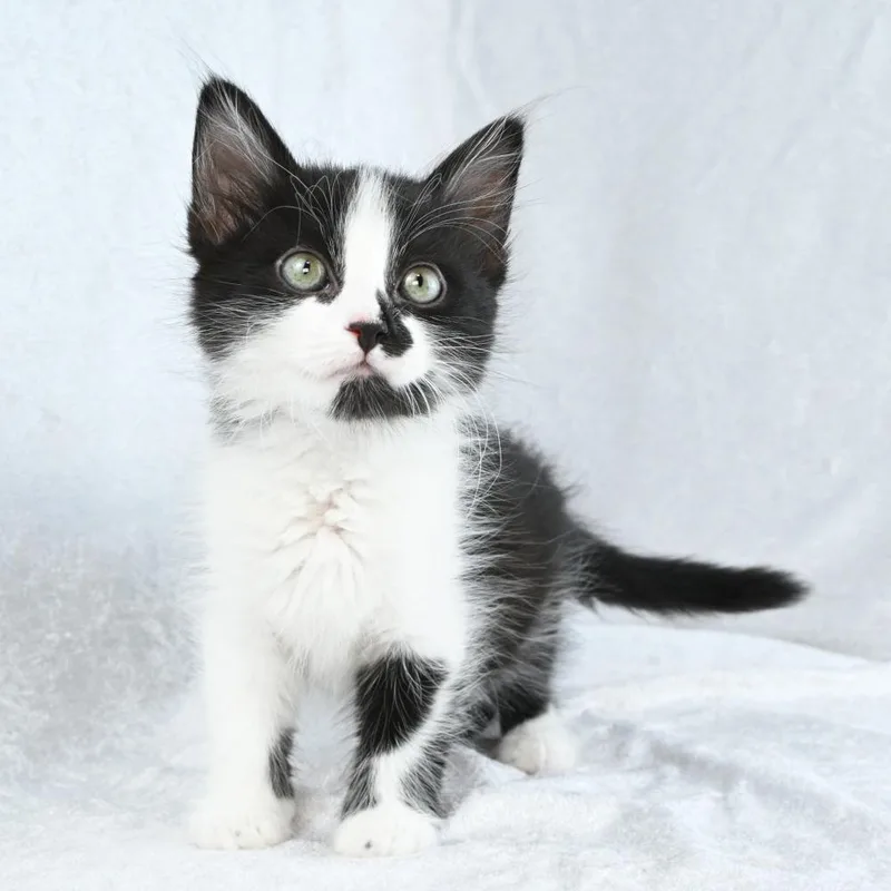 Sylvester thumbnail 2