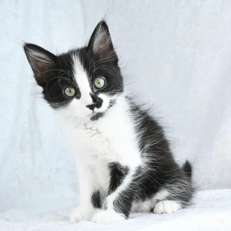 Sylvester thumbnail 3