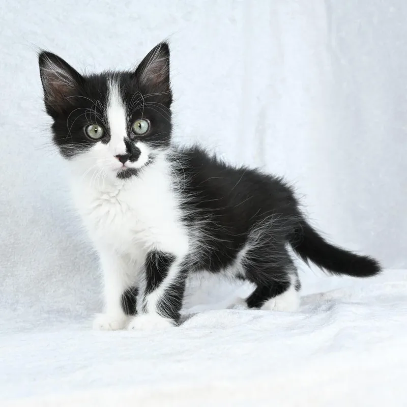 Sylvester thumbnail 4
