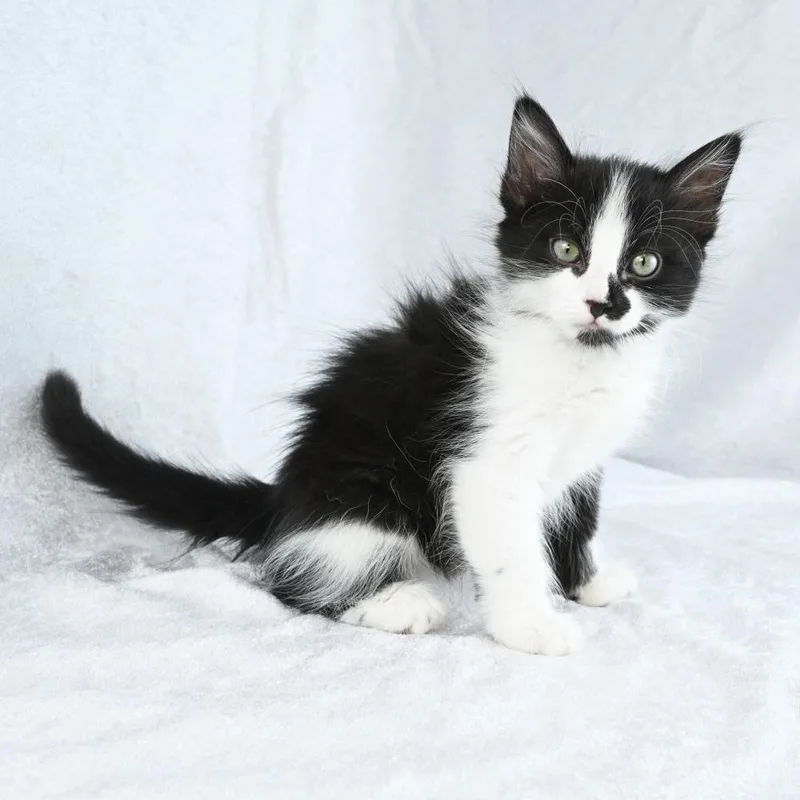 Sylvester thumbnail 5