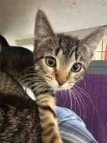 A young medium-sized male Tabby (Brown / Chocolate) Domestic Short Hair cat named Huggy Wuggy for adoption in Manitowoc, WI
