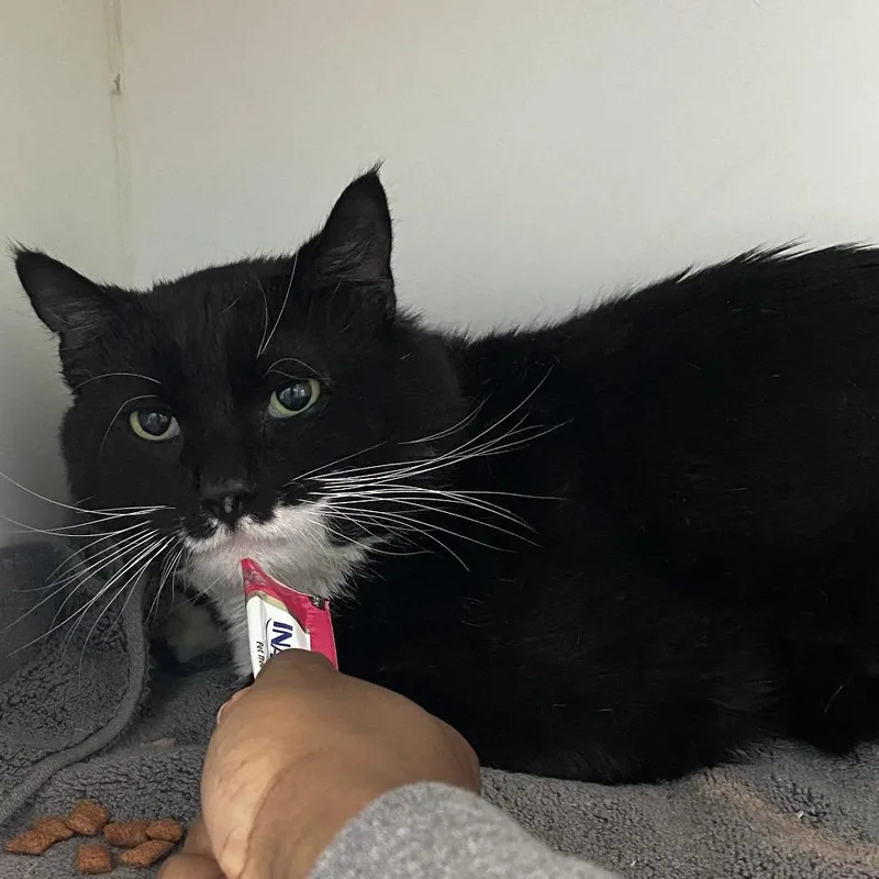 An adult large-sized male Black Domestic Short Hair cat named Pepe for adoption in Philadelphia, PA