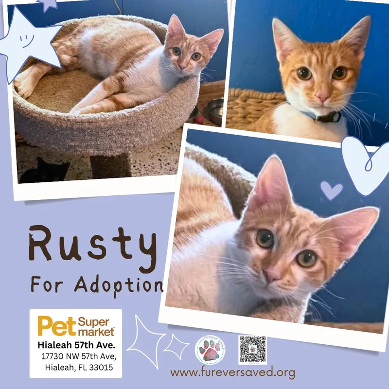 A baby small-sized male Orange / Red Domestic Short Hair cat named Rusty for adoption in Miami, FL