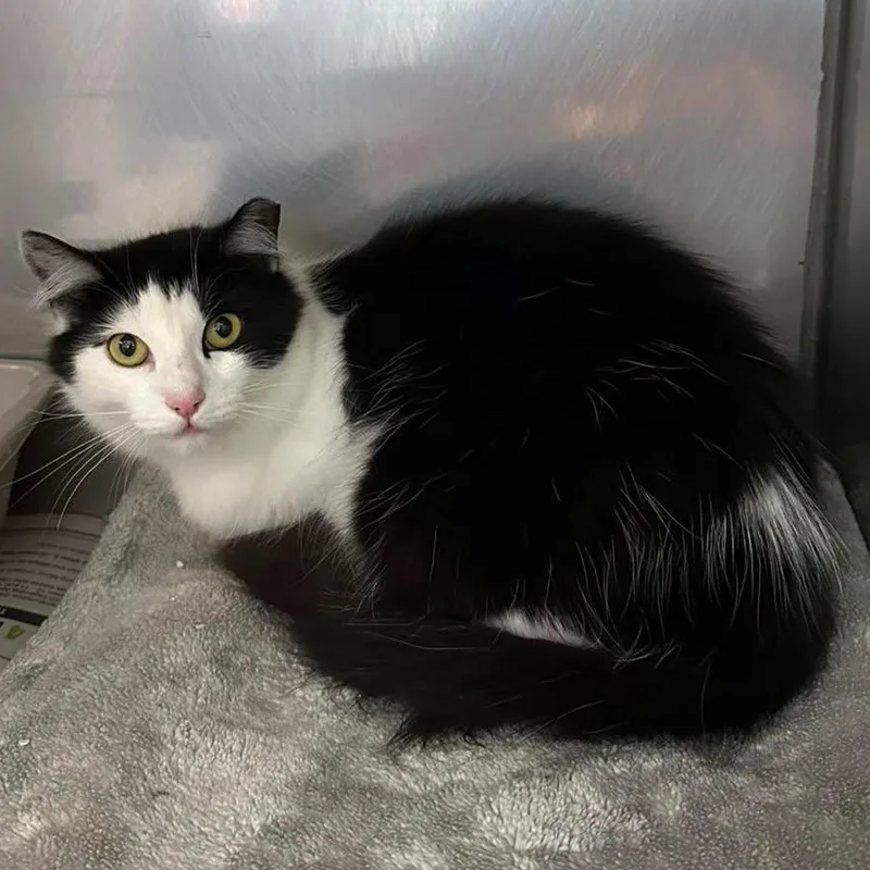 An adult medium-sized female Black & White / Tuxedo Domestic Long Hair cat named Georgia for adoption in Exeter, RI