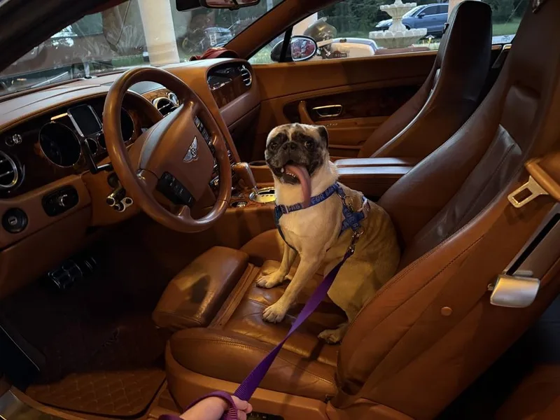 An adult small-sized male Pug dog named Gooby for adoption in Orlando, FL