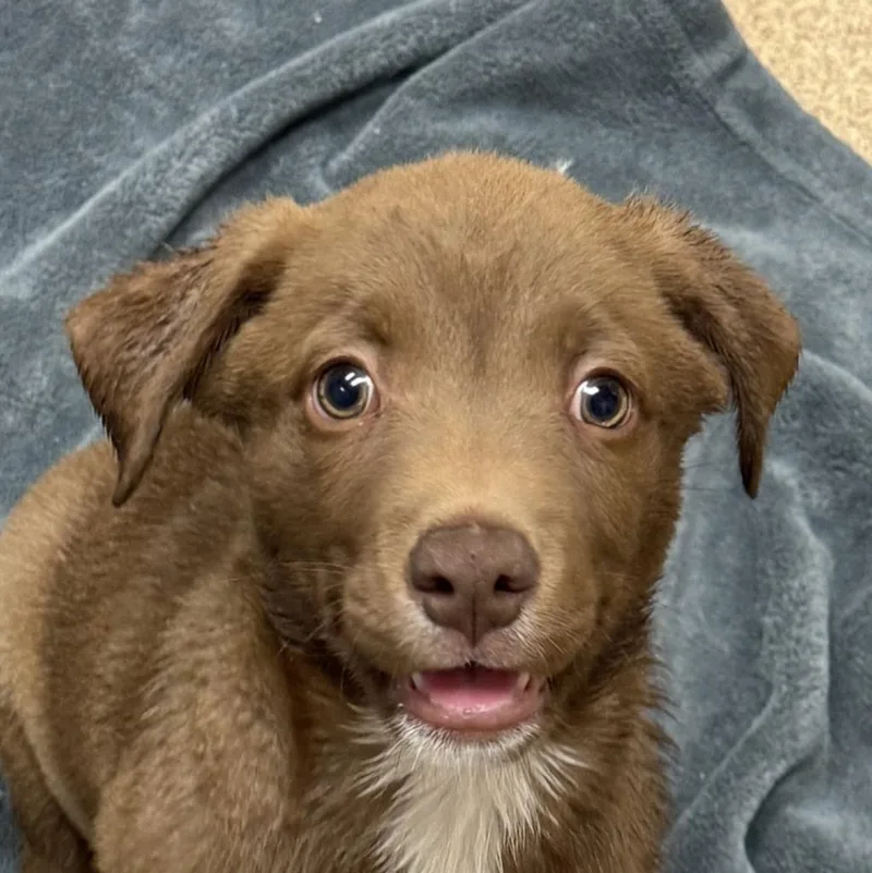 A baby medium-sized male Labrador Retriever dog named Monkey for adoption in Brenham, TX