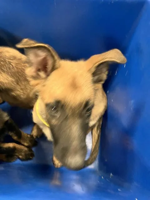 A baby large-sized male German Shepherd Dog dog named Frank for adoption in Dallas, TX