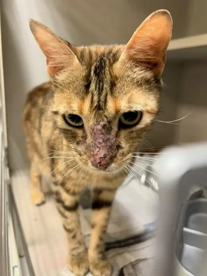 An adult small-sized female Domestic Short Hair cat named Beautiful Tigress for adoption in New Orleans, LA