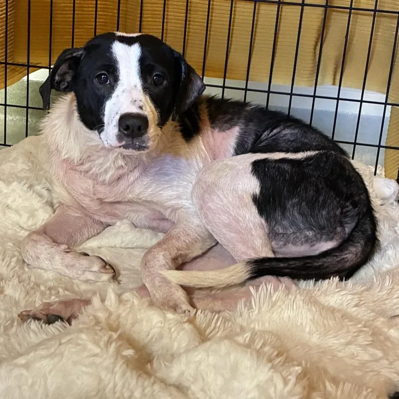 A young medium-sized female Hound dog named Luna for adoption in Harrisonburg, VA
