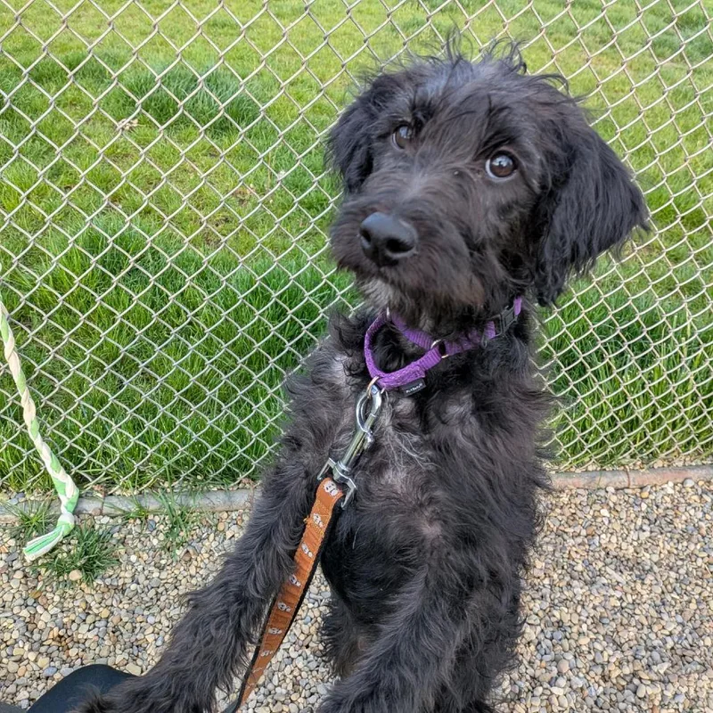 A baby small-sized female Black Labrador Retriever dog named Dana for adoption in Columbia Station, OH