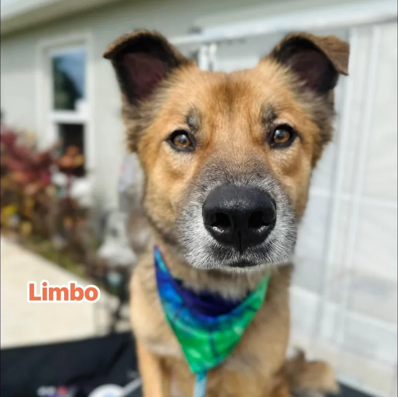 A young medium-sized male Bicolor Australian Shepherd dog named Limbo for adoption in Port Saint Lucie, FL