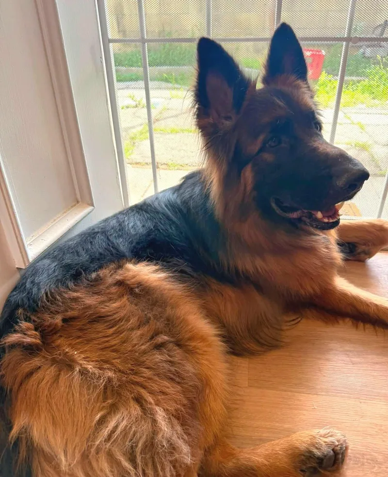 A young large-sized male Black German Shepherd Dog dog named Dakota von Datteln for adoption in Los Angeles, CA