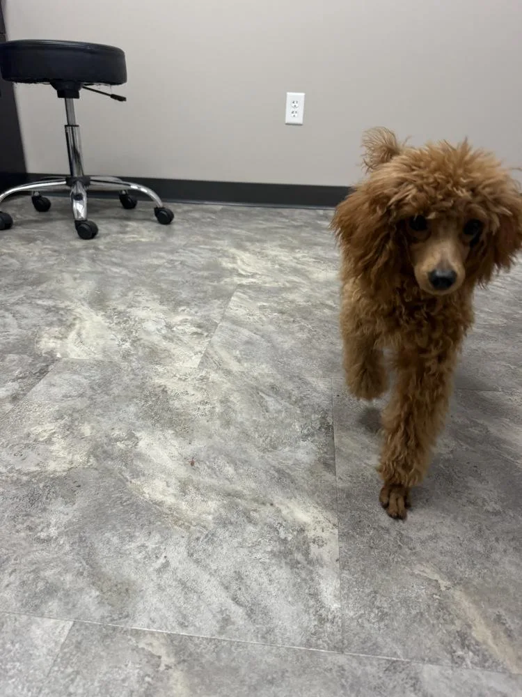 A baby small-sized male Poodle dog named Poodle Earnest P Warrel for adoption in Omaha, NE