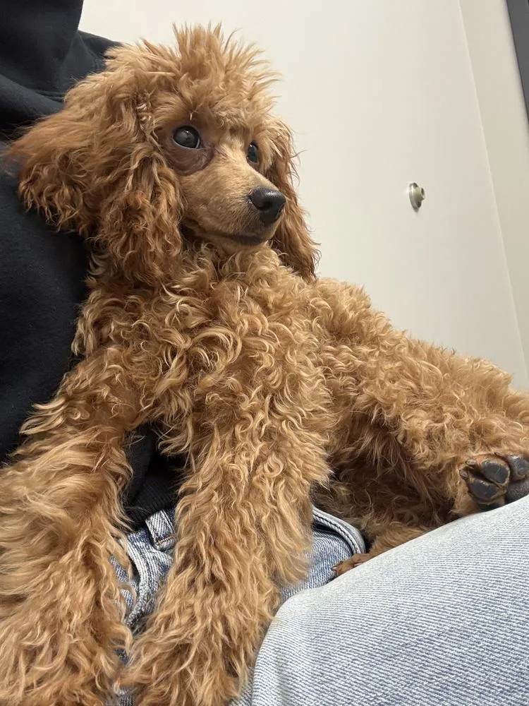 Poodle Earnest P Warrel thumbnail 2