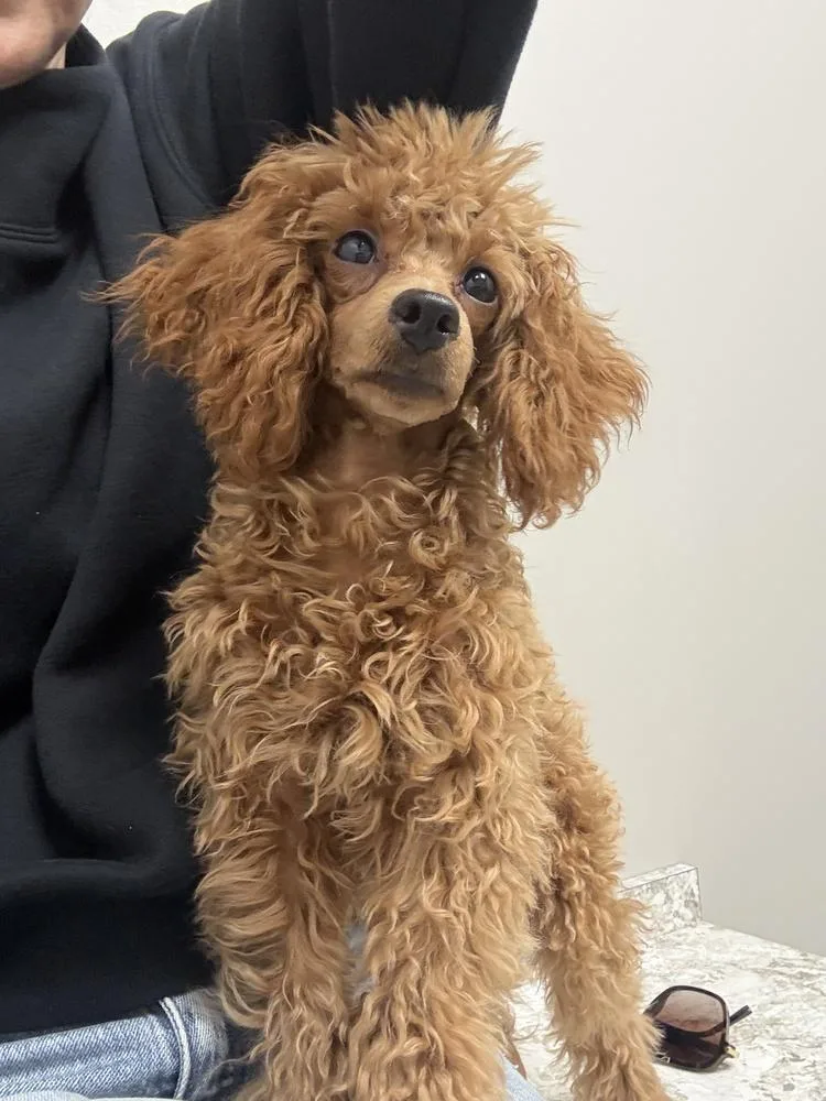 Poodle Earnest P Warrel thumbnail 3