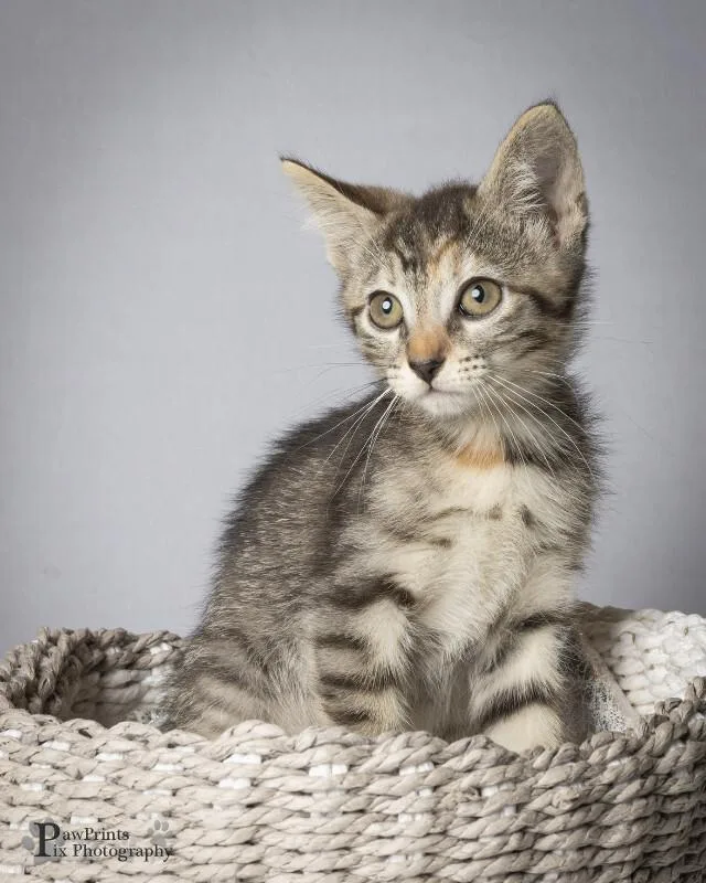 A young medium-sized female Tortoiseshell Domestic Short Hair cat named Diamond for adoption in Maryville, TN