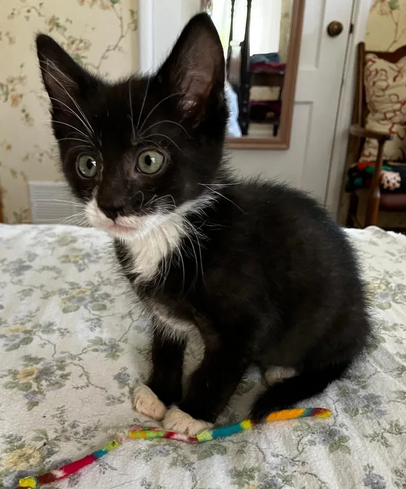 A baby medium-sized male Black & White / Tuxedo Domestic Short Hair cat named Ernie for adoption in Pasco, WA