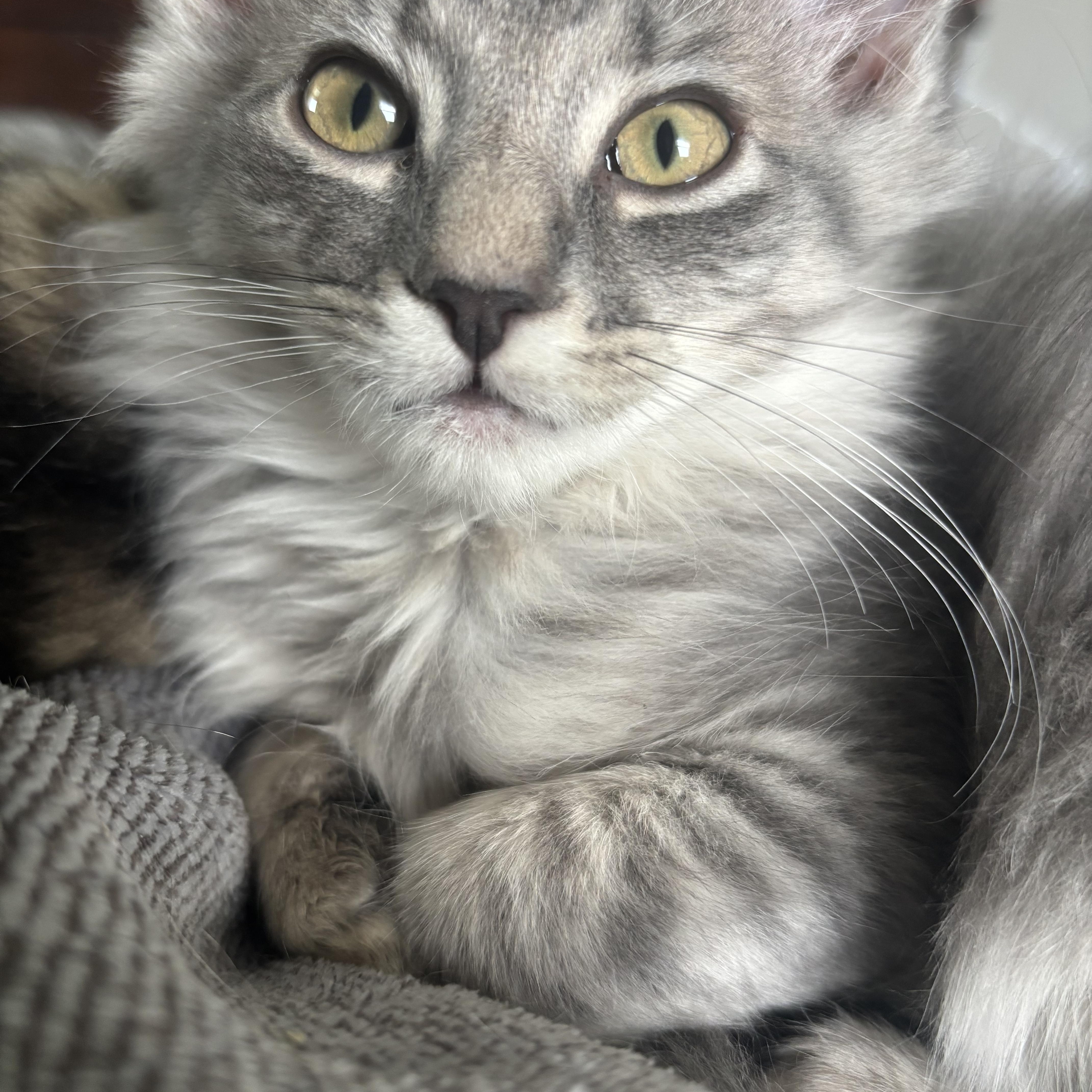 Percy