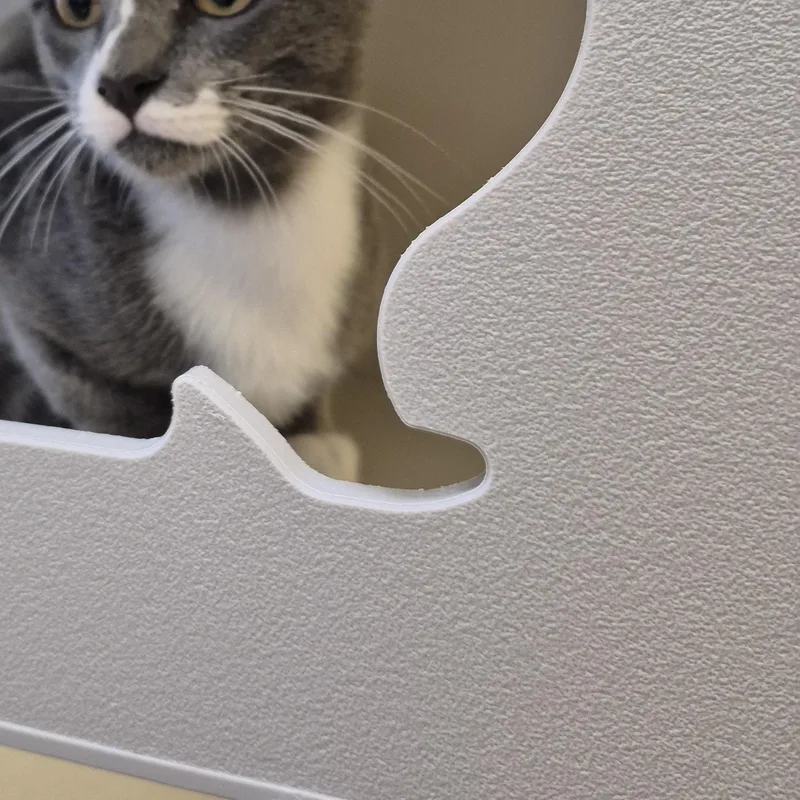 A young medium-sized male Domestic Short Hair cat named Sevro for adoption in Schertz, TX