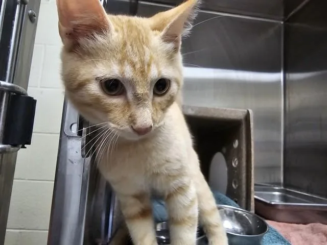 A baby small-sized male Domestic Short Hair cat named Pumpkin for adoption in Pueblo, CO