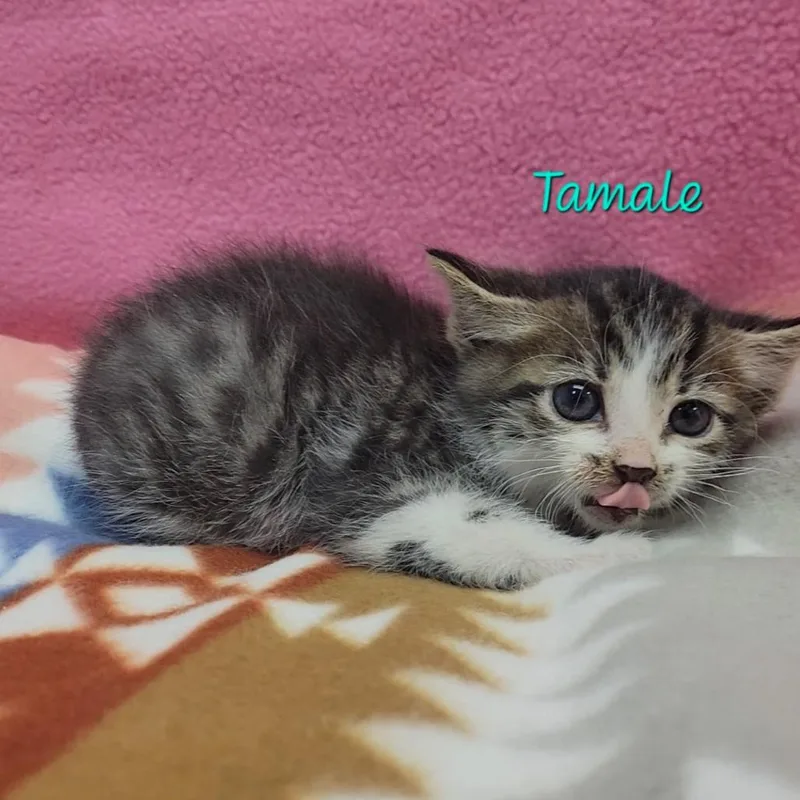Tamale thumbnail 2
