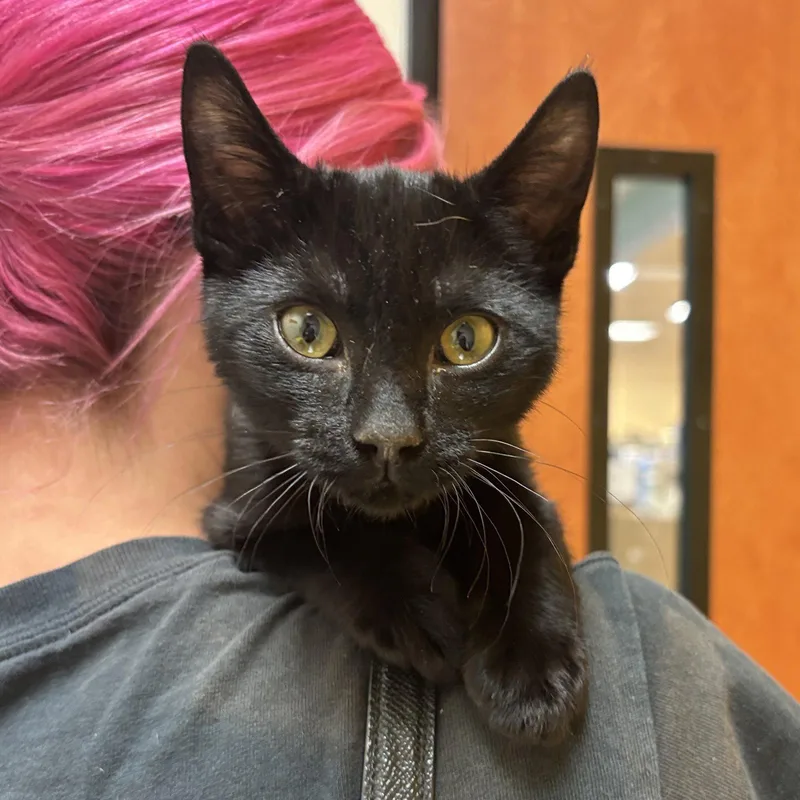 A baby medium-sized male Black Domestic Short Hair cat named Binx for adoption in Sonora, CA