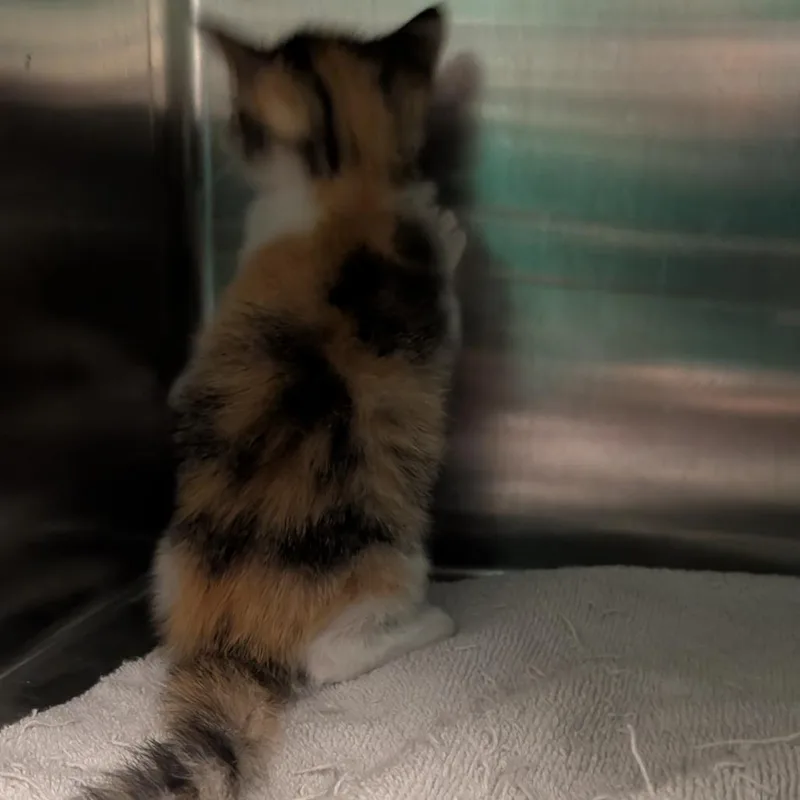 Daisy Bell thumbnail 2