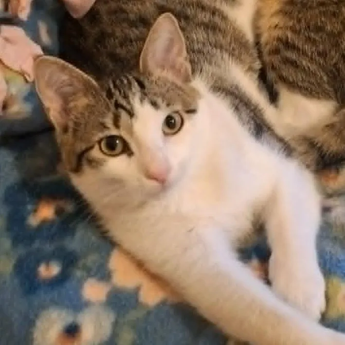 A baby medium-sized female Tabby (Brown / Chocolate) Domestic Short Hair cat named Kinkajou and Meekat for adoption in Watertown, WI
