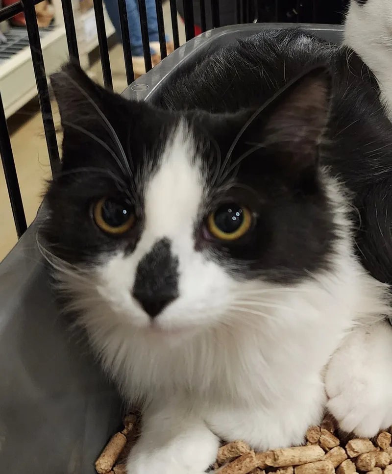 A young medium-sized female Black & White / Tuxedo Domestic Short Hair cat named Adrian for adoption in Irwin, PA