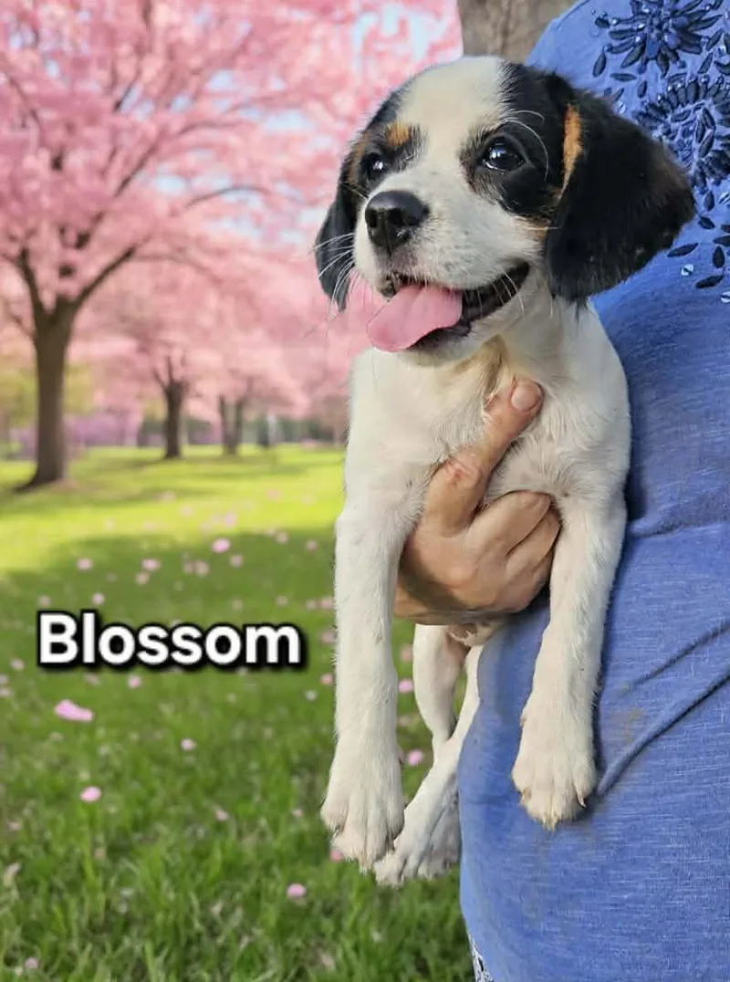 A baby small-sized female Cavalier King Charles Spaniel dog named Blossom Span for adoption in Wakefield, RI