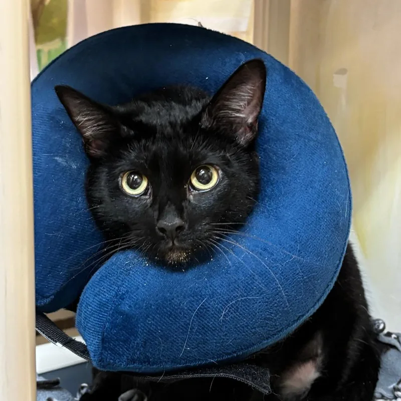 An adult extra large-sized female Black Domestic Medium Hair cat named Hollow for adoption in Naples, FL