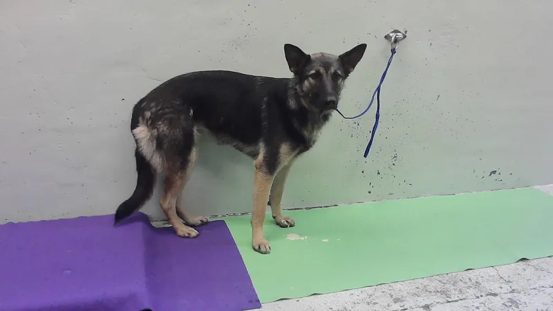 A young medium-sized female German Shepherd Dog dog named Bella for adoption in Houston, TX