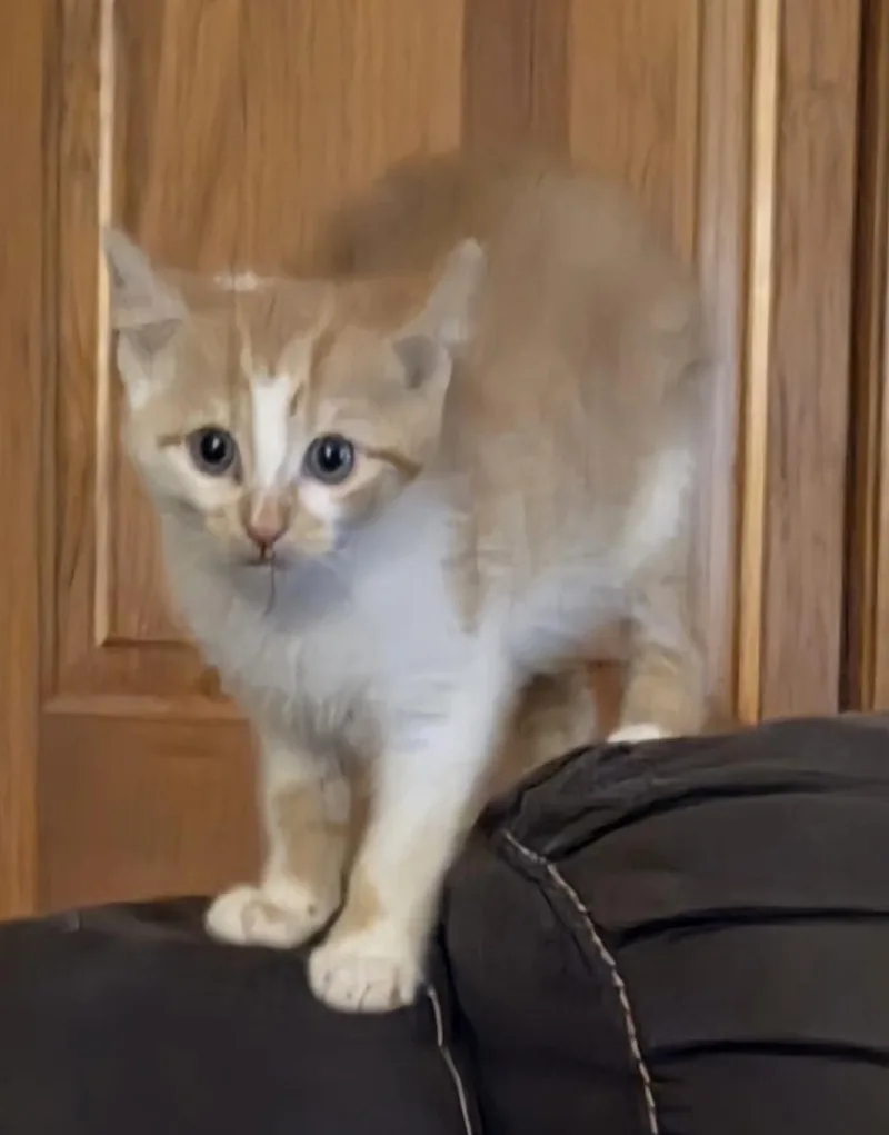 A baby medium-sized male Domestic Short Hair cat named Etch for adoption in Greensburg, PA