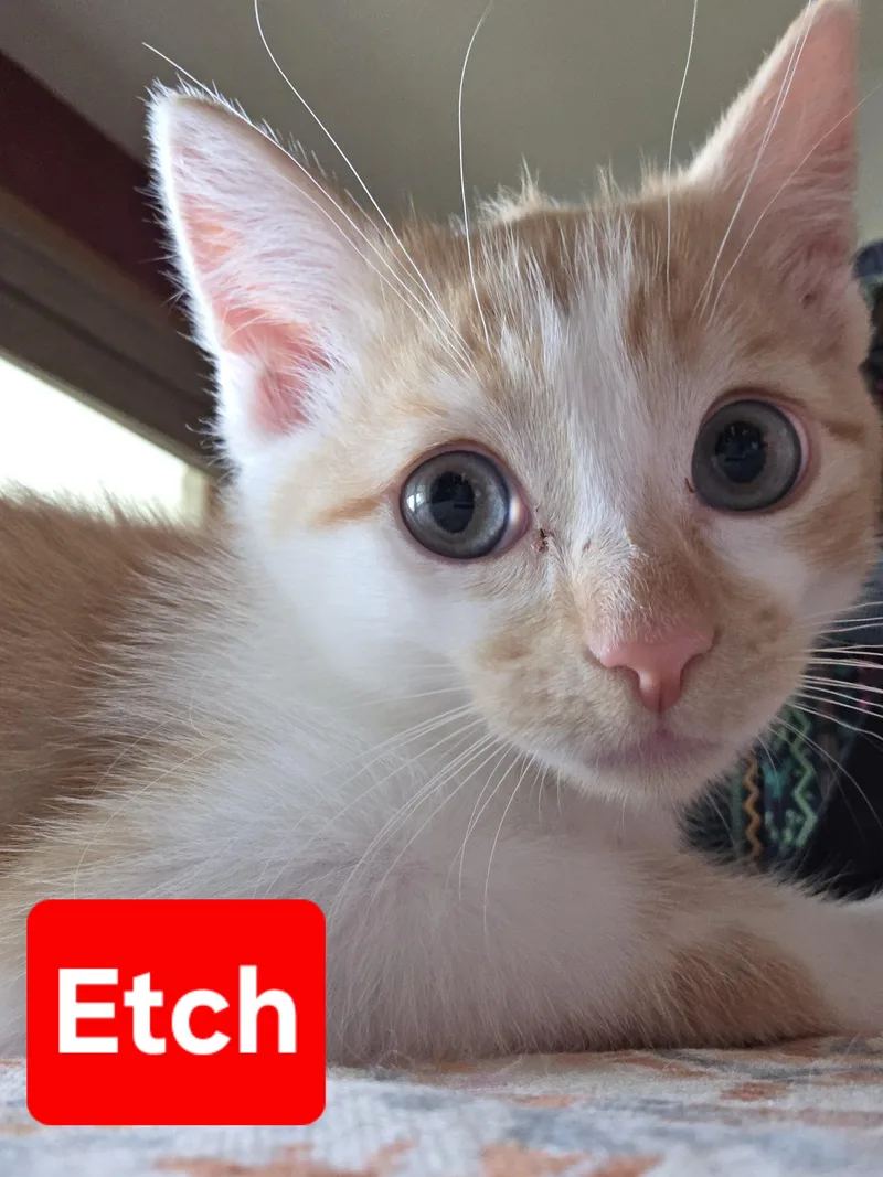 Etch thumbnail 2