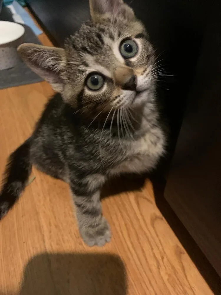 A baby small-sized female Tabby cat named Chloe for adoption in Calimesa, CA