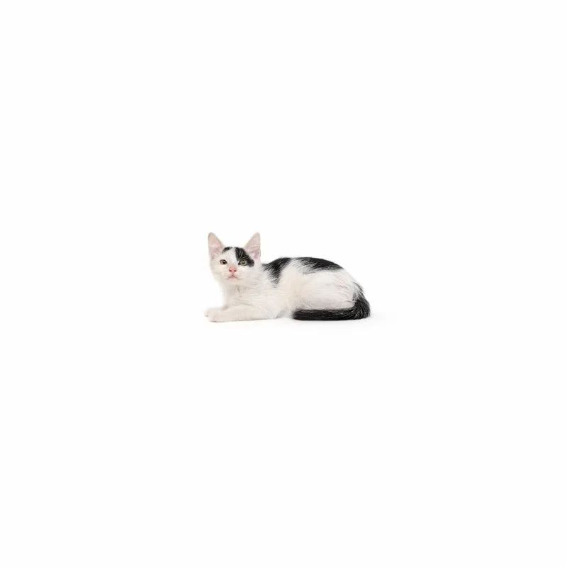 A baby small-sized male White Domestic Short Hair cat named Socks for adoption in Playa Vista, CA