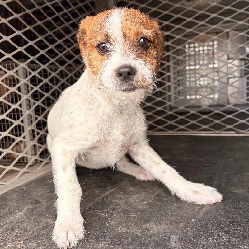 A young small-sized female Brown / Chocolate Terrier dog named Tostada for adoption in Edinburg, TX
