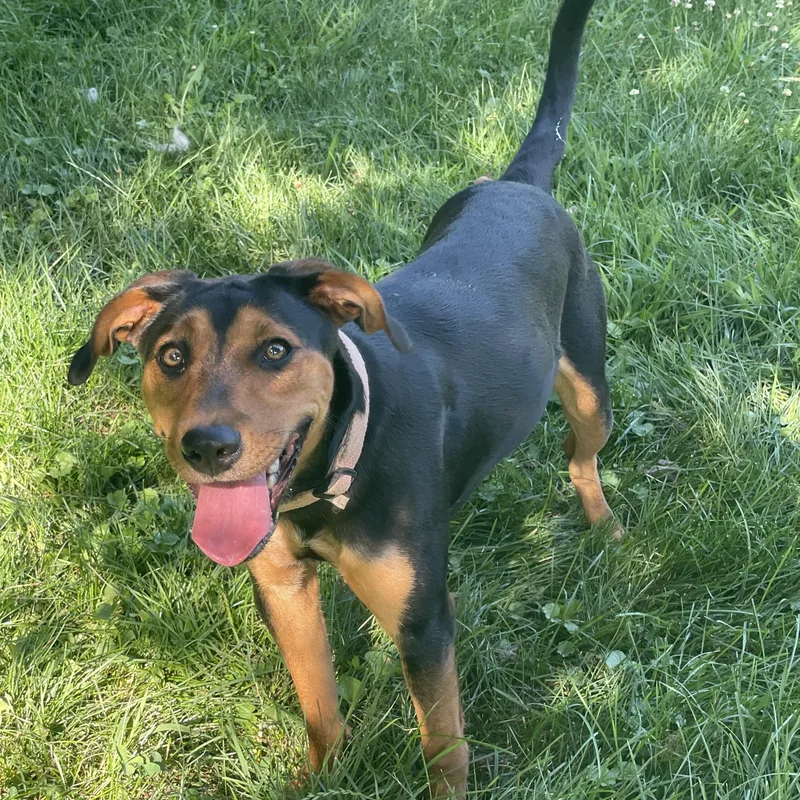 A young medium-sized female Bicolor Mixed Breed dog named Joy for adoption in Lacon, IL