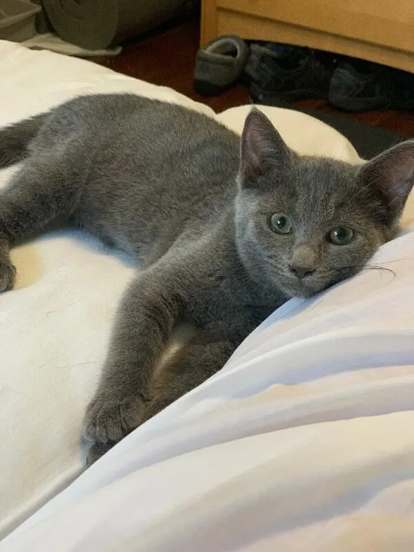 A young medium-sized female Gray / Blue / Silver Domestic Short Hair cat named Biscuit McFlufferton for adoption in North Babylon, NY
