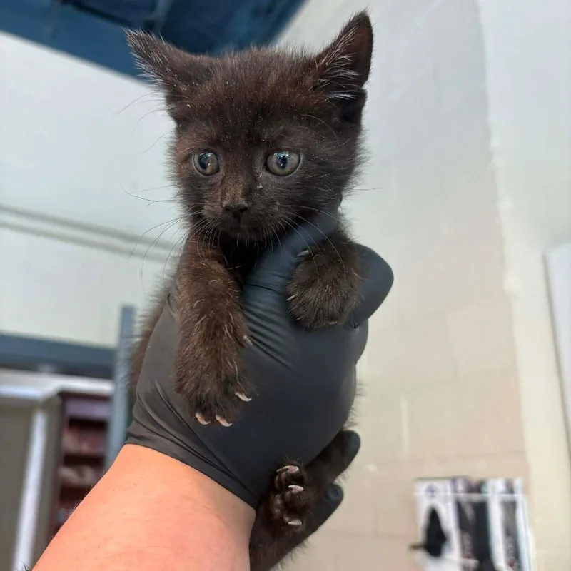 A baby small-sized female Black Domestic Short Hair cat named Coco for adoption in Pasadena , MD