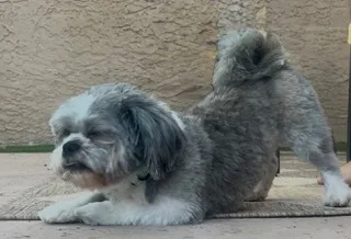 An adult medium-sized male Shih Tzu dog named Lindo for adoption in Phoenix, AZ