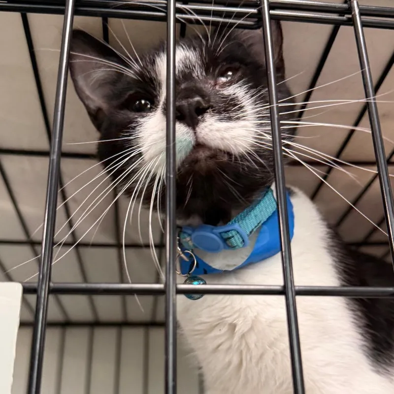 A young medium-sized male White Domestic Short Hair cat named Chip for adoption in Milton, FL