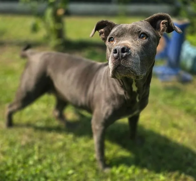 An adult large-sized female Mixed Breed dog named Lady for adoption in Columbia, SC