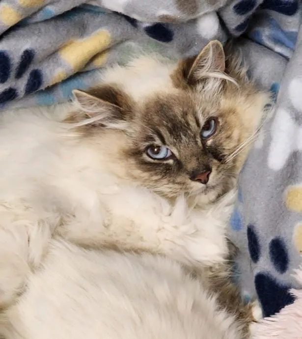 An adult medium-sized male Seal Point Siamese cat named Sebastian for adoption in Johnson City, TN