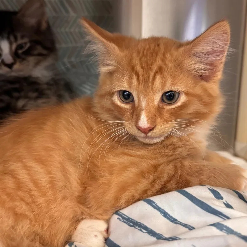 A baby small-sized male Orange / Red Domestic Medium Hair cat named Goldfish for adoption in Lynchburg, VA