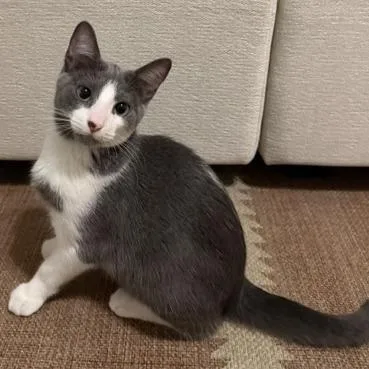 A baby medium-sized male Gray / Blue / Silver Domestic Short Hair cat named Drambuie for adoption in Jupiter, FL